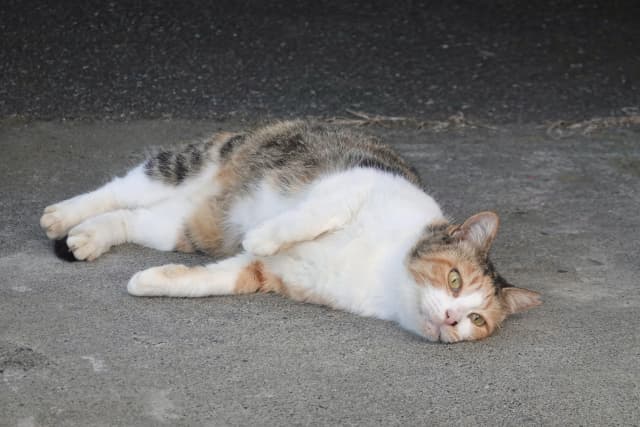 ブログ記事のアイキャッチ画像