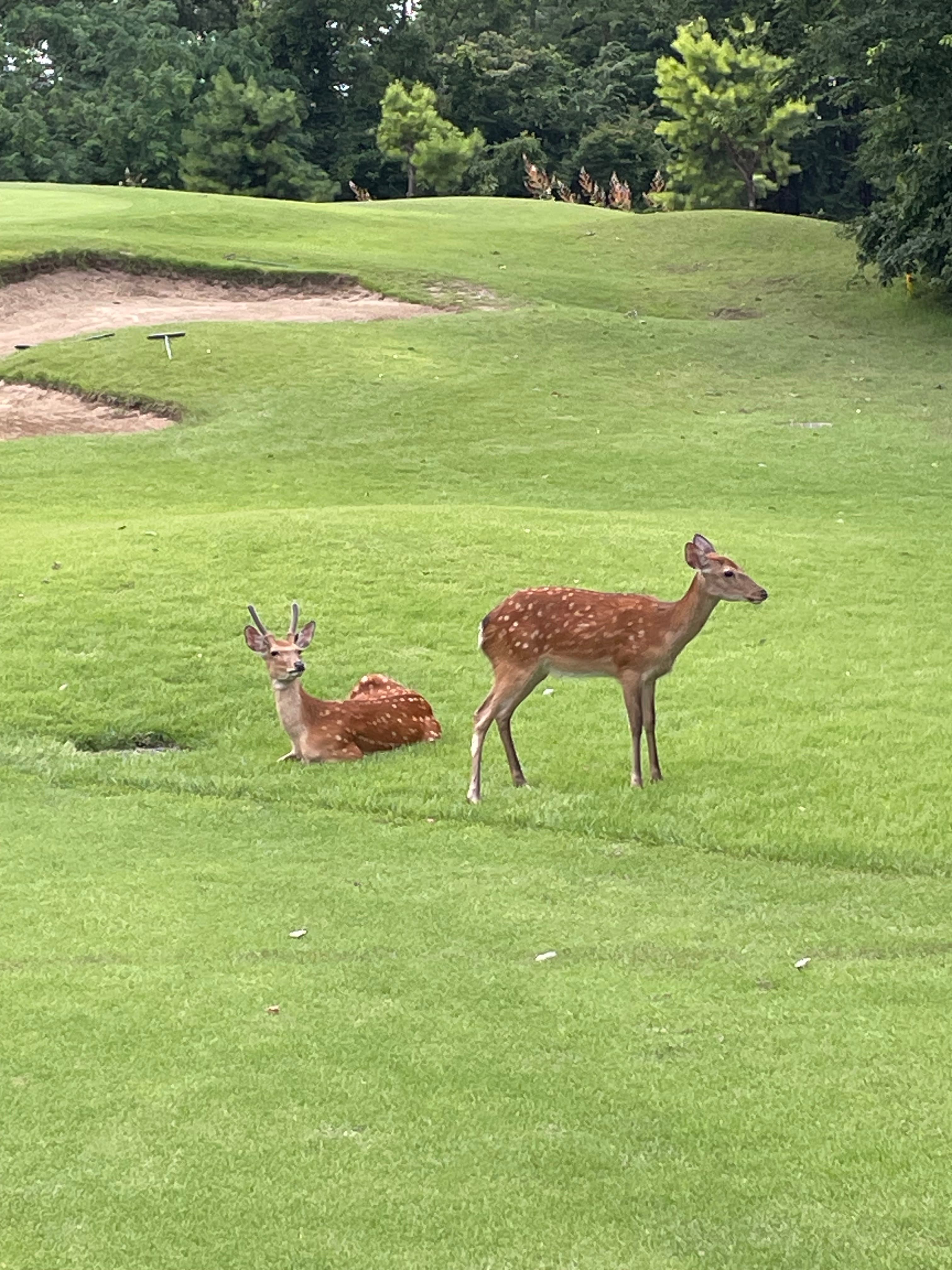 7/12 ゴルフホールデビュー スコア158