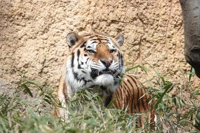 家猫が脱走→救出に手がボロボロになった話...